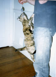 LittleKitty.jpg